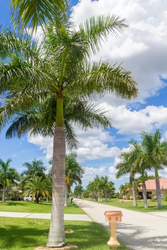 Cape Coral, Florida Neighborhood.